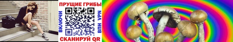 Галлюциногенные грибы Cubensis  Порхов 